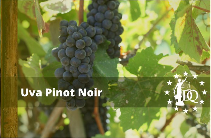 Características Vino Pinot Noir