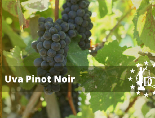 Características Vino Pinot Noir