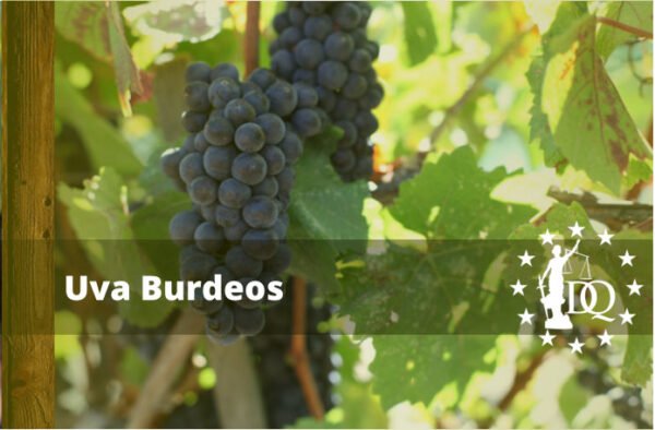 Vino Burdeos Qué es Características Uvas la Región el Terruño y los Maridajes