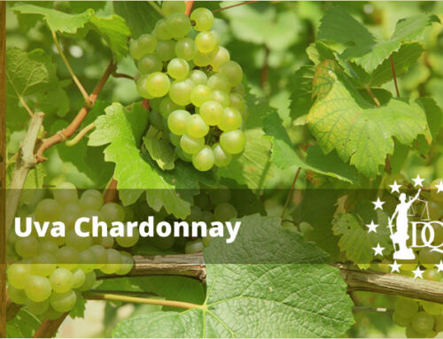 Vino Chardonnay: Uva, Fermentado frente a No Fermentado y Cómo Servir el Chardonnay