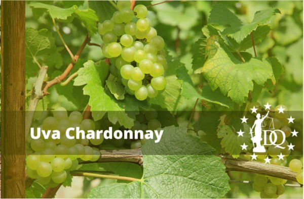 Vino Chardonnay Uva Fermentado frente a No Fermentado y Cómo Servir el Chardonnay