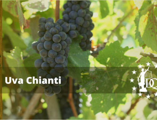Vino Chianti: Uvas, Región y Maridajes