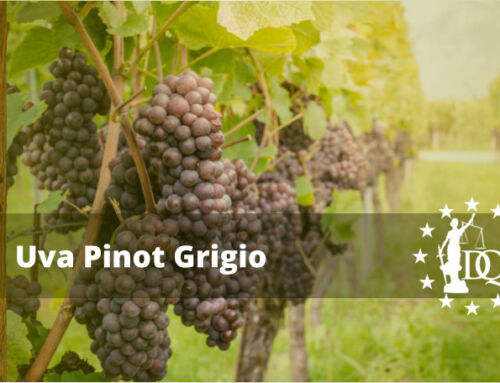 Vino Pinot Grigio: Uvas, Sabor y los Mejores Maridajes