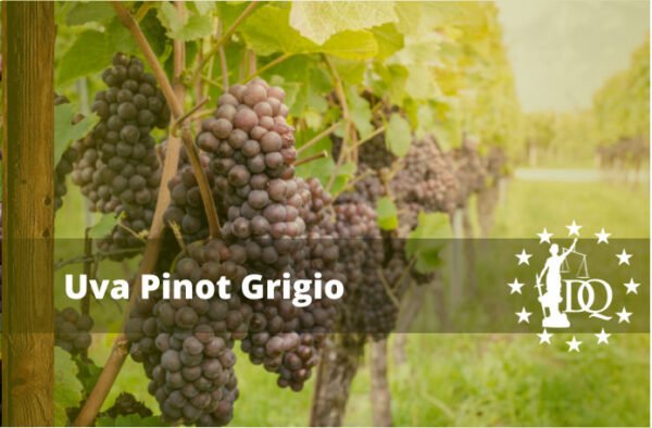 Vino Pinot Grigio Uvas Sabor y los Mejores Maridajes