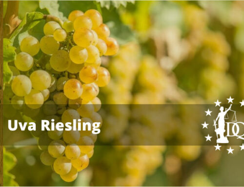 Vino Riesling: Historia, Uvas y Región