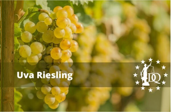 Vino Riesling Historia Uvas y Región