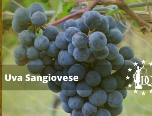 Vino Sangiovese: Uvas, Regiones y Notas de Cata