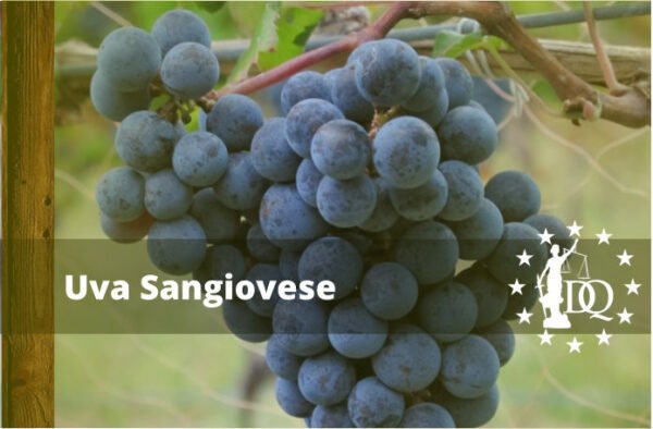 Vino Sangiovese Uva Regiones y Notas de Cata