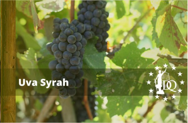 Vino Syrah Uvas Regiones y Notas de Cata